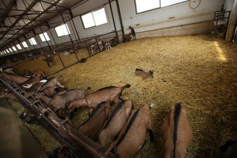 Dairy Khoury Farm Gates Opening